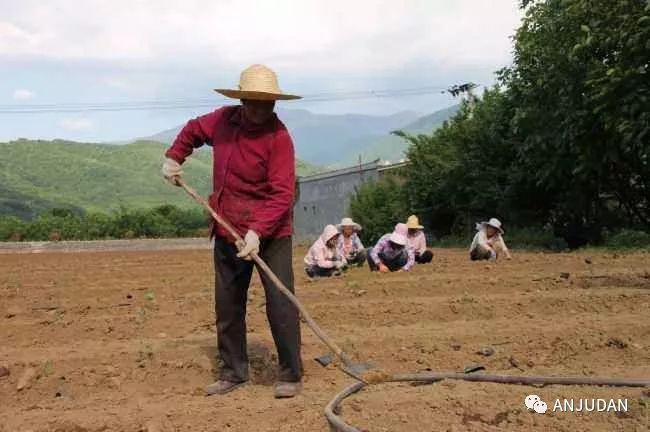 树莓种植在北方的可行性报告_树莓北方种植技术_北方种植树莓技术视频