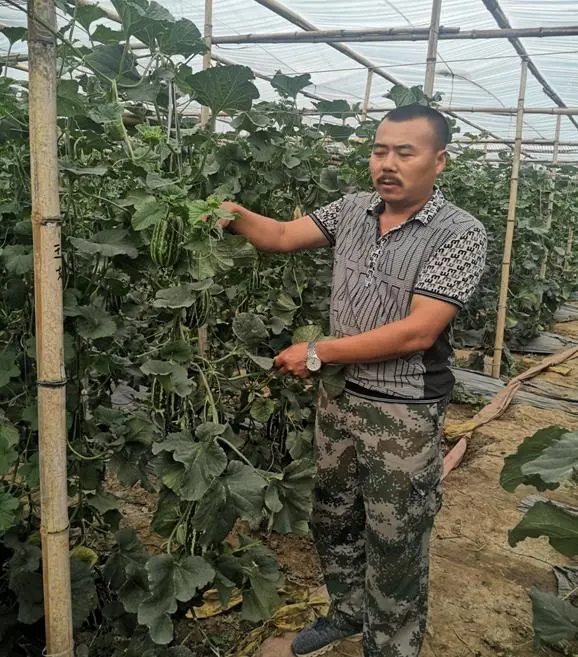 羊角葱种植技术_致富葱种植羊角草视频_羊角葱种植致富