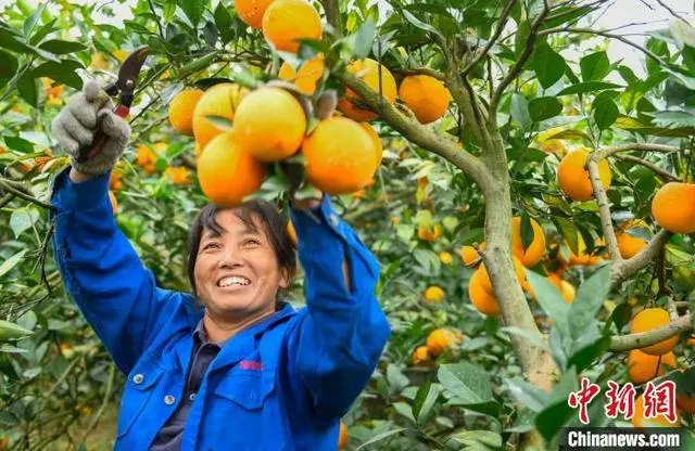 致富橙子种植方法_橙子种植_橙子种植致富