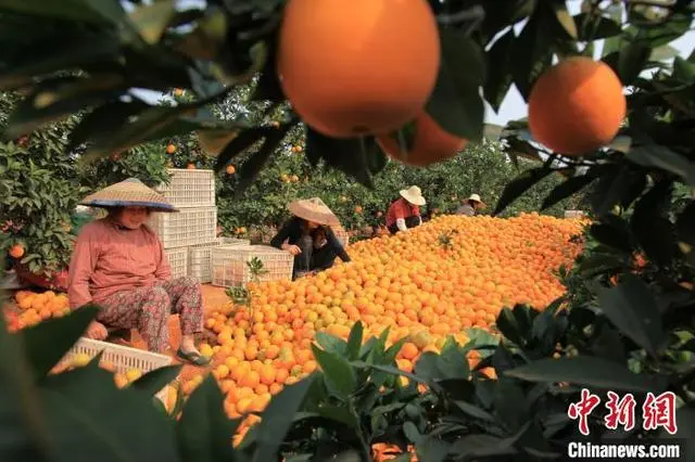 橙子种植_致富橙子种植方法_橙子种植致富