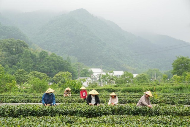 荒山种植致富方法_荒山种植视频_荒山致富项目