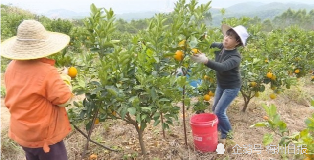 橙子种植_橙子种植致富_致富橙子种植条件