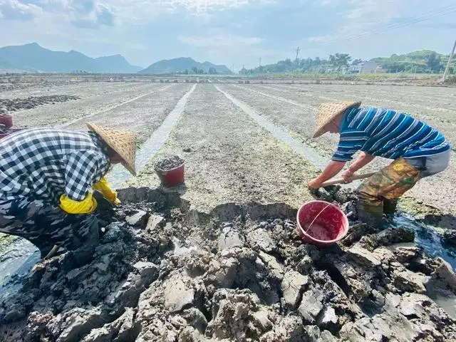 致富经养泥鳅完整版视频_泥丁养殖 致富经_致富经养泥鳅