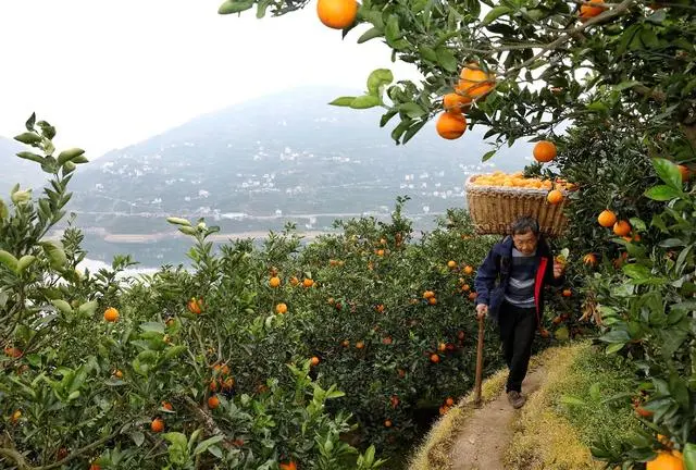 致富橙子种植条件_橙子种植致富_致富橙子种植方法