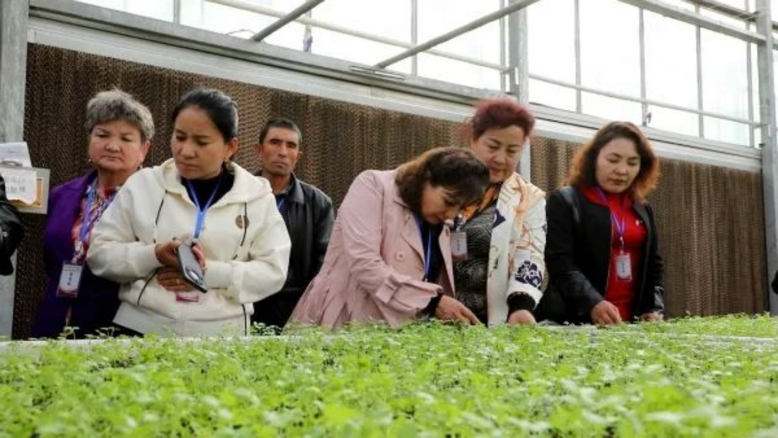 农村致富项目种植业_职业农民种植致富_致富种植农民职业是什么