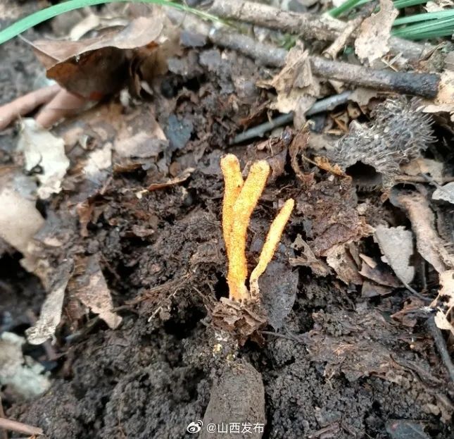 北虫草：可种植的“冬虫夏草”