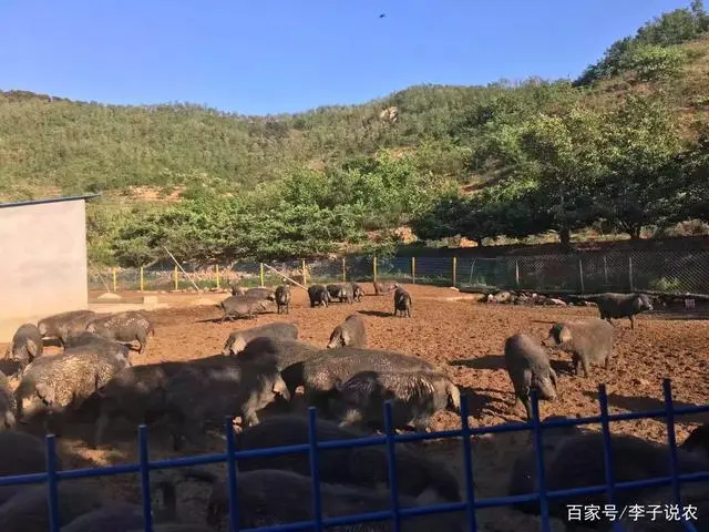 致富苗木种植目前可行吗_致富苗木种植目前可以种植吗_目前种植啥苗木可致富