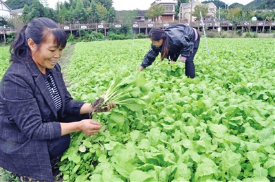 播州区：坝区产业发展带动群众增收致富