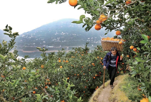 橙子种植技术_橙子种植致富_橙子种植