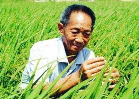 适合湖南种植的李子树_湖南李子种植技术_适合湖南种植的李子品种