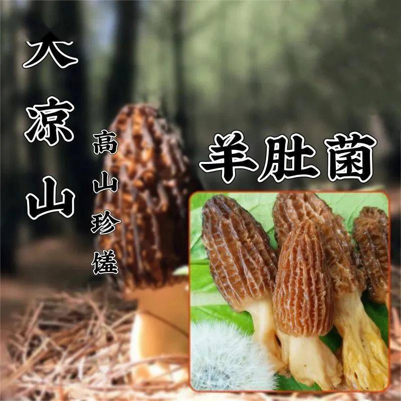 致富美味财富的句子_致富经美味的财富_致富美食