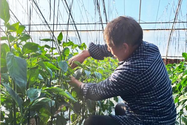 致富种植尖椒视频_致富种植尖椒图片_尖椒种植致富