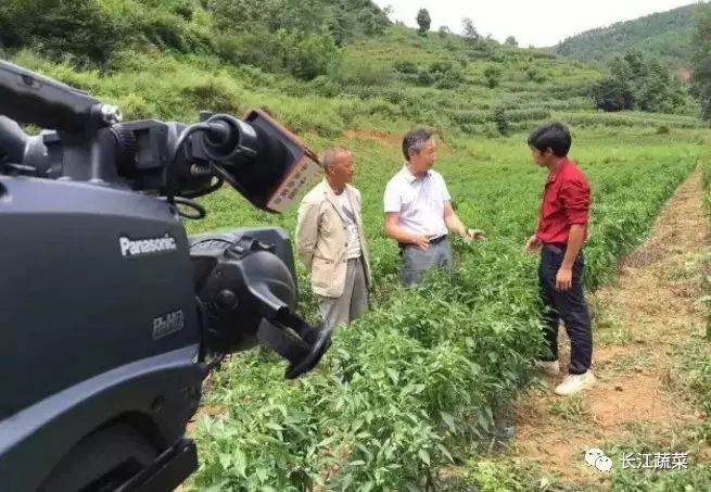 尖椒种植致富_致富种植尖椒图片_种尖椒赚钱吗