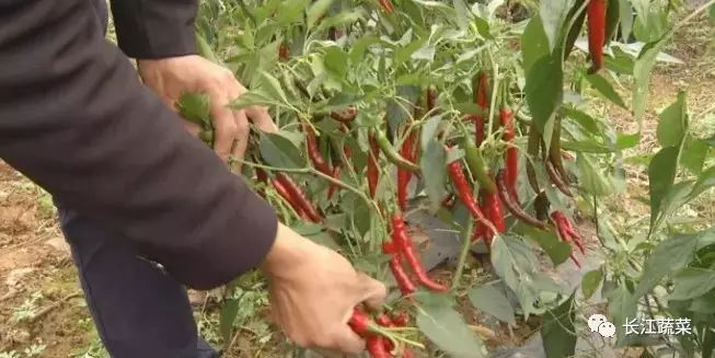 致富种植尖椒图片_尖椒种植致富_种尖椒赚钱吗