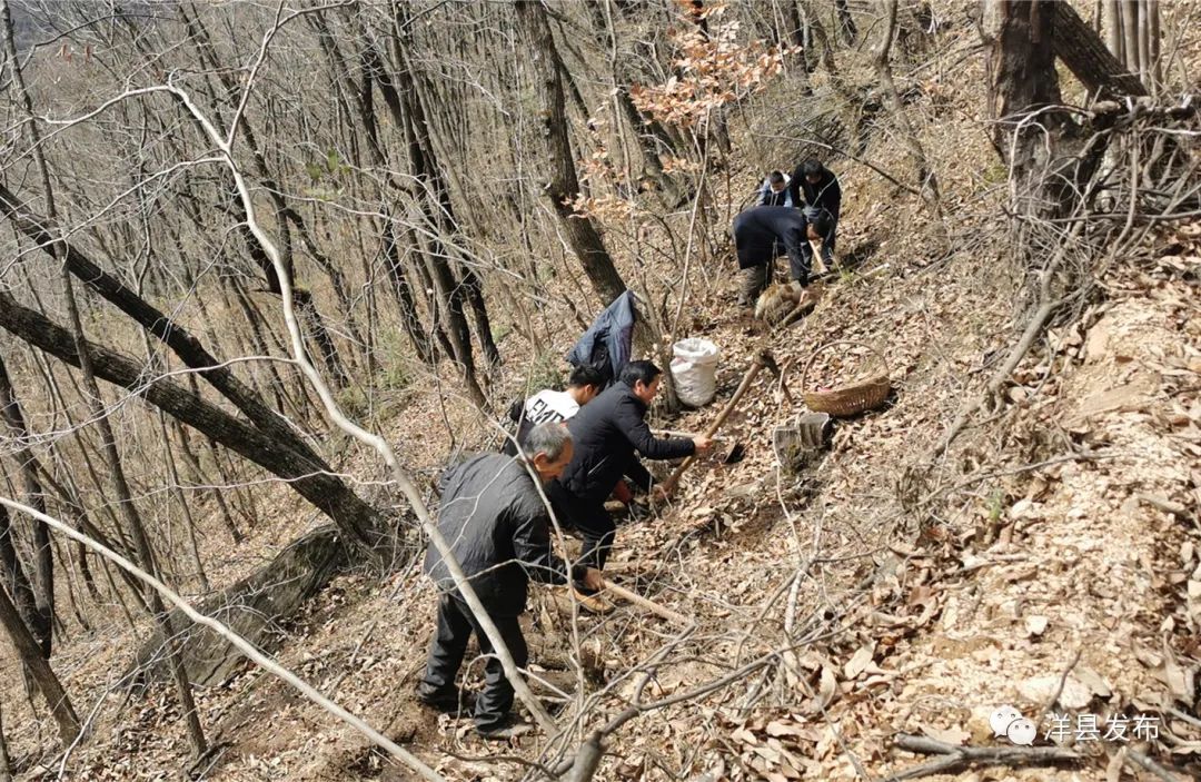 陕西桔梗种植致富_种植桔梗效益如何_桔梗种植基地