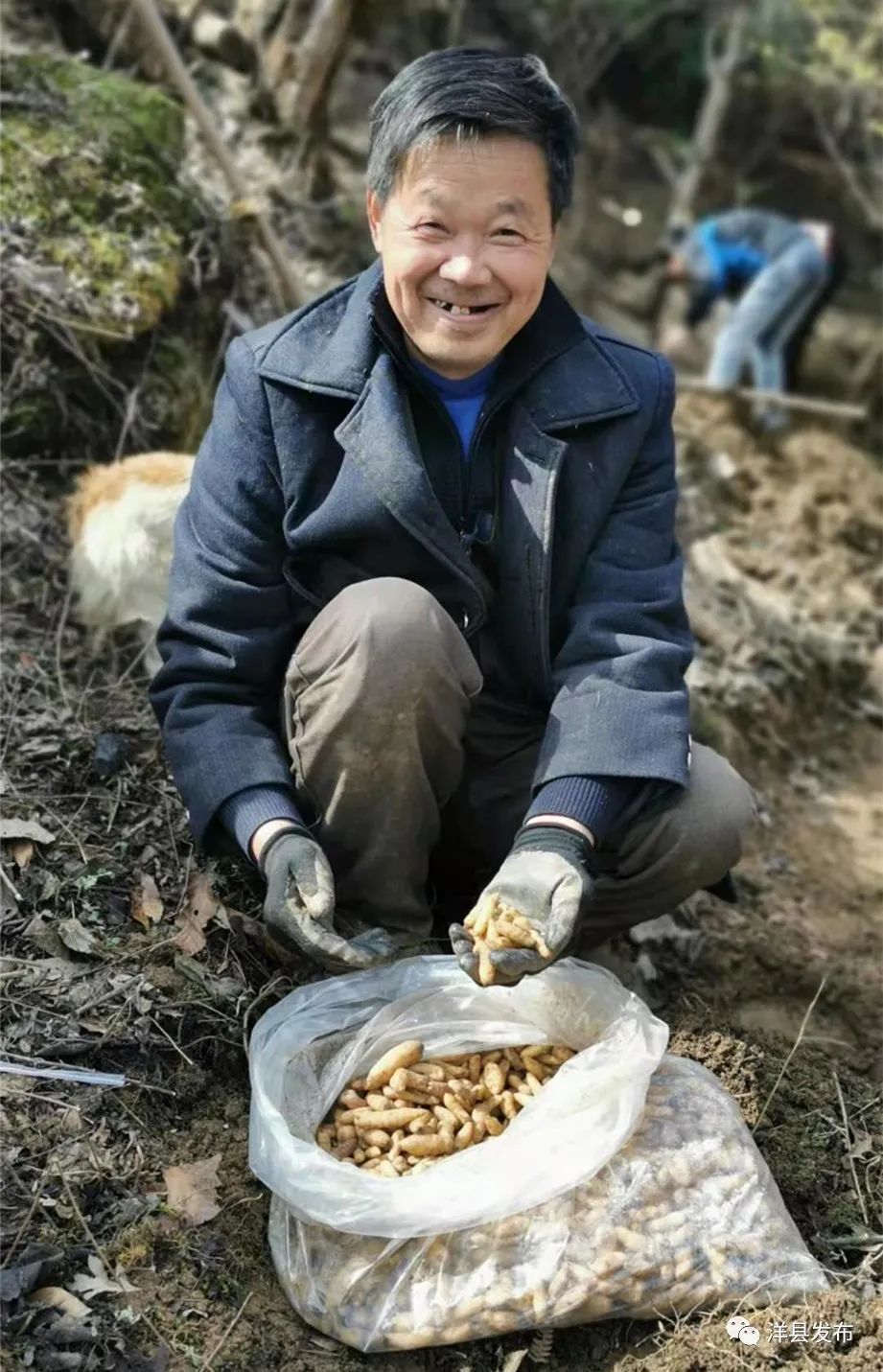 陕西桔梗种植致富_桔梗种植基地_种植桔梗效益如何