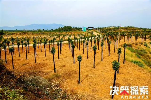 致富种植创业项目_种植致富新项目_目前种植啥苗木可致富