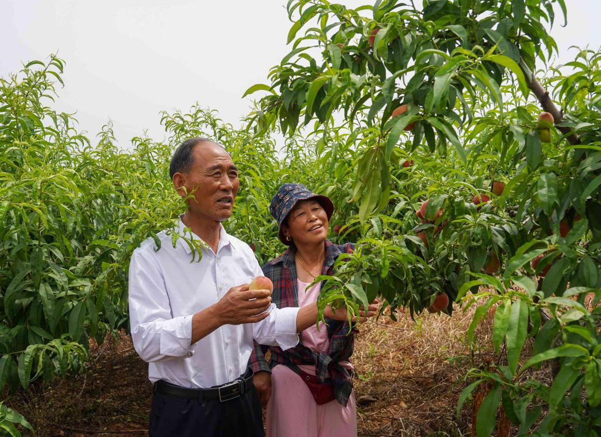 河南泌阳：特色林果业成乡村振兴“助推器”