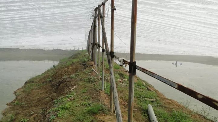 大棚淡水虾养殖视频_安徽大棚淡水虾养殖技术_大棚虾养殖技术视频