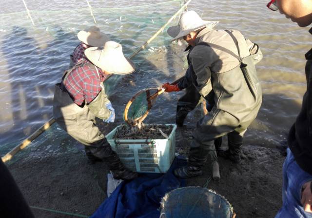 大棚淡水虾养殖视频_安徽大棚淡水虾养殖技术_大棚虾养殖技术视频