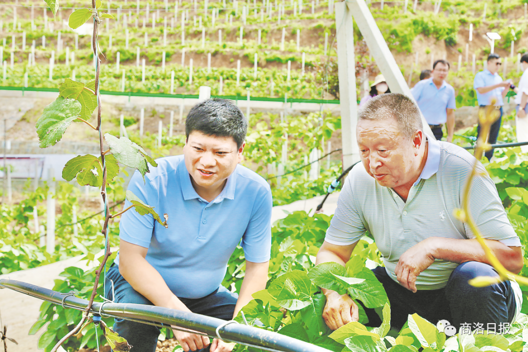 陕西桔梗产区_致富陕西种植桔梗视频_陕西桔梗种植致富