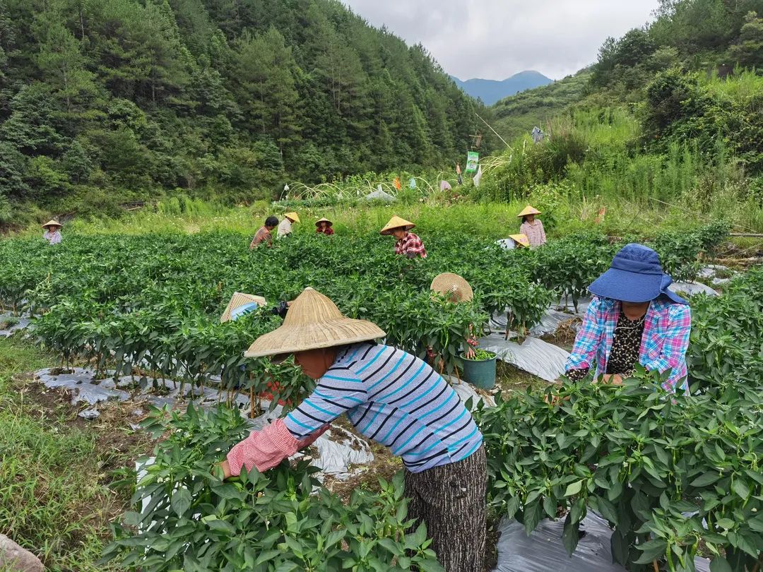 致富种植尖椒图片_尖椒种植致富_种植尖椒的过程