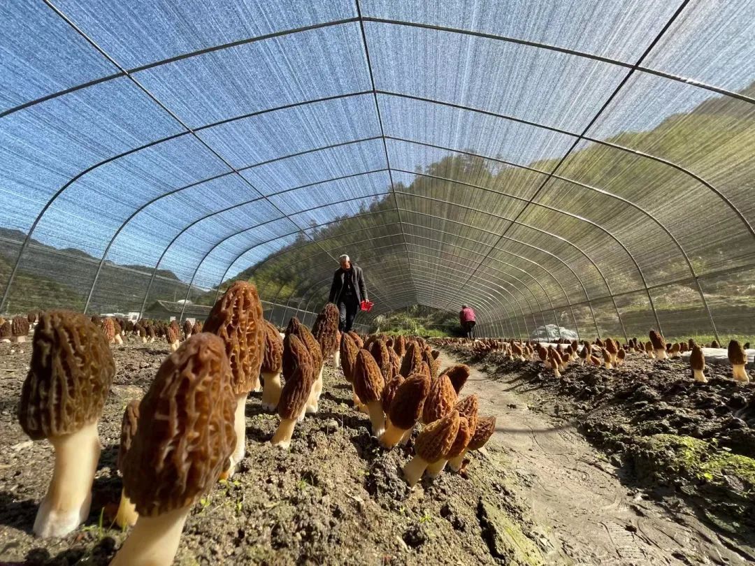 尖椒种植致富_种植尖椒的过程_致富种植尖椒图片