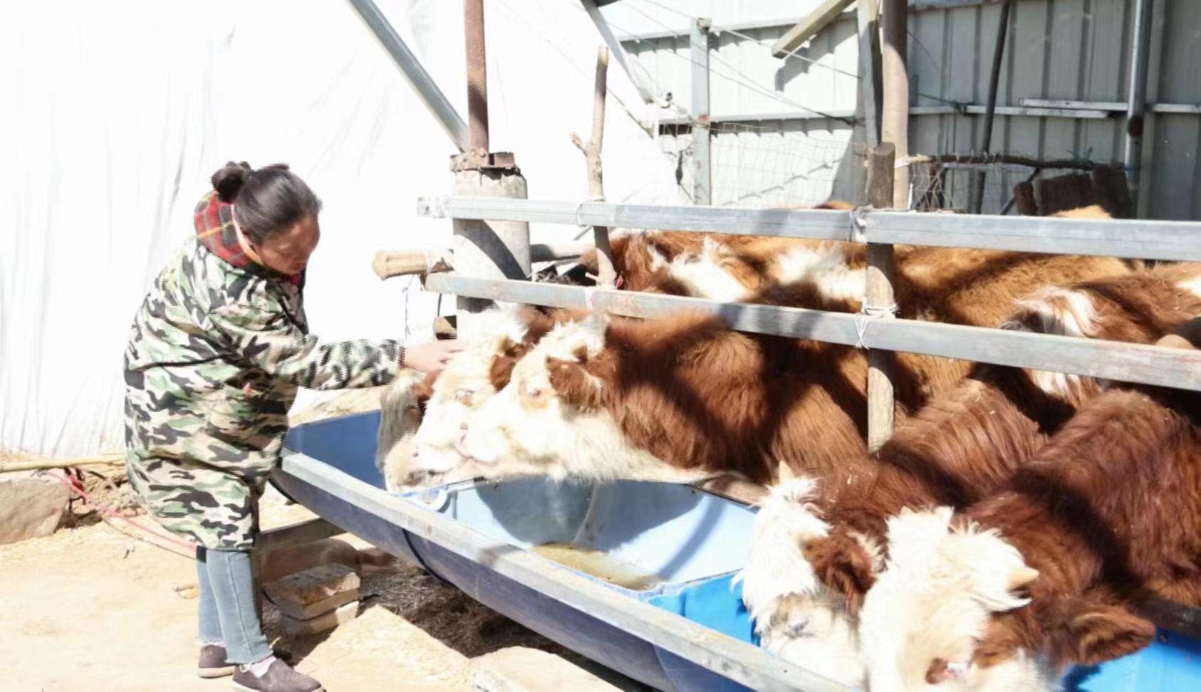 柘城县：肉牛庭院养殖托起致富梦