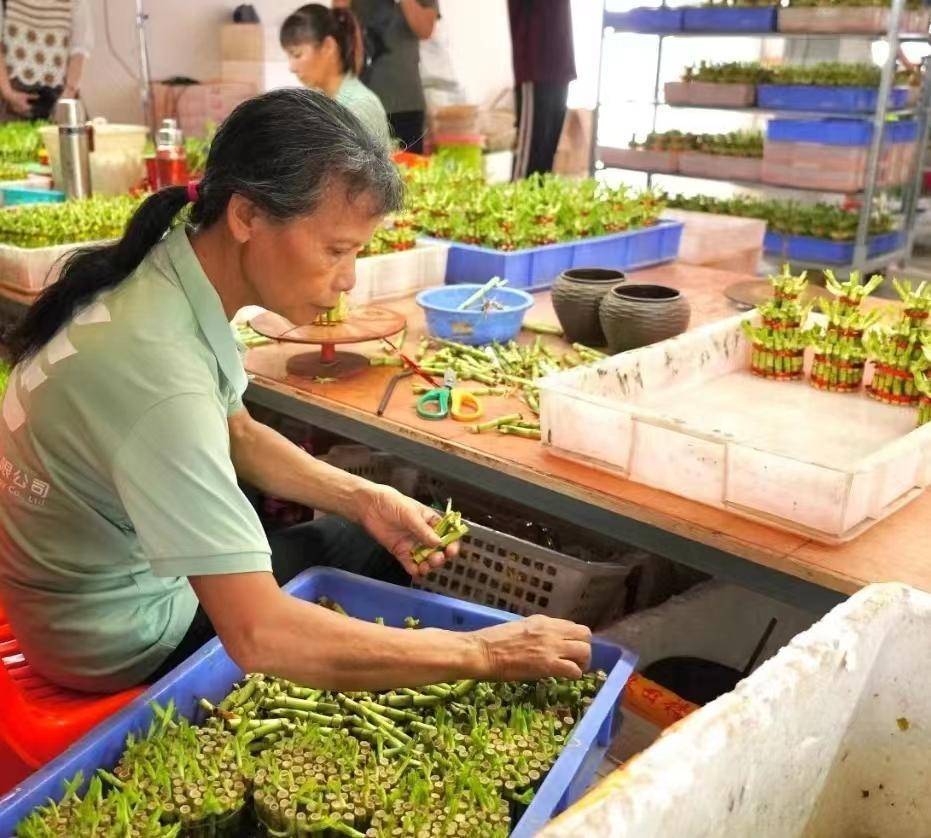 湛江种植基地_在湛江种植什么好_湛江哪里种植致富