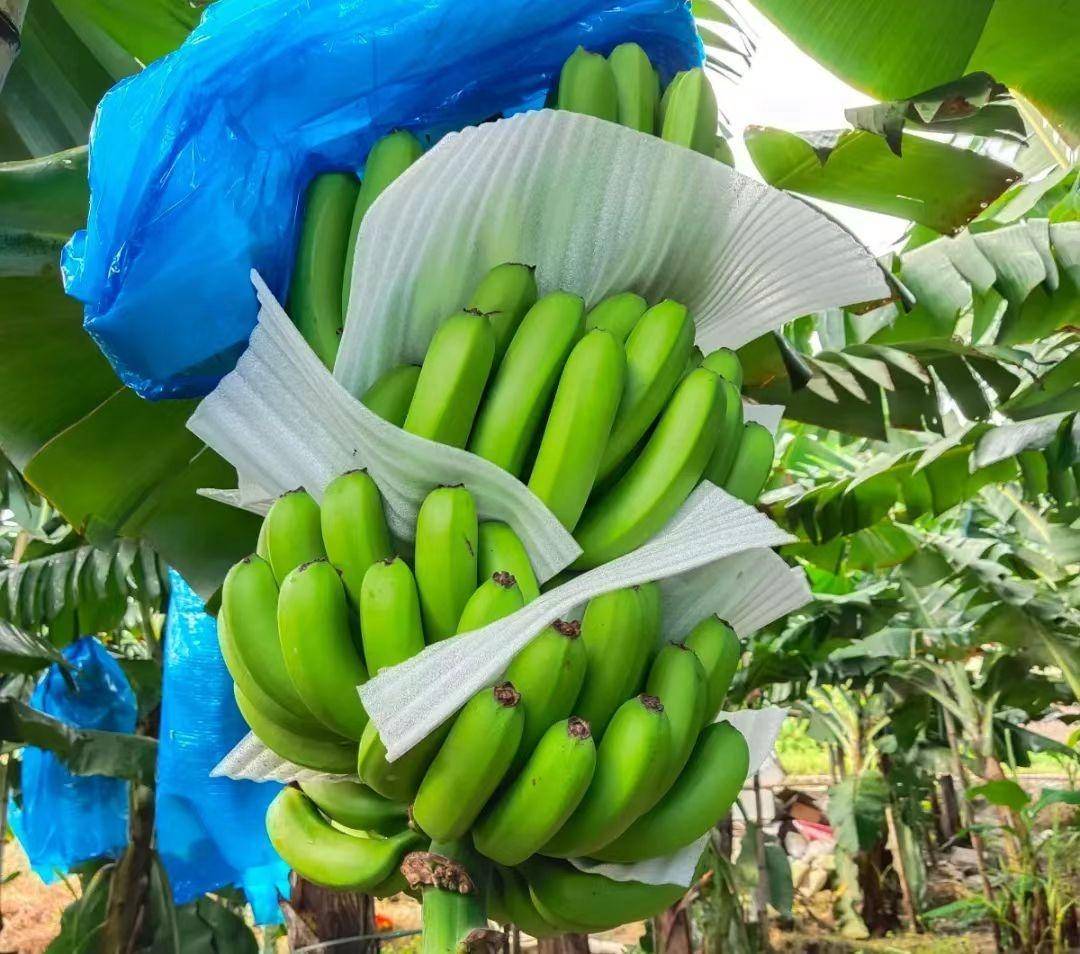 湛江种植基地_湛江哪里种植致富_在湛江种植什么好