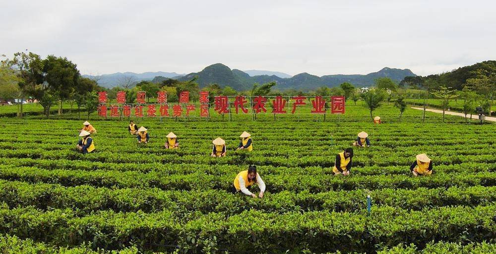 湛江种植基地_在湛江种植什么好_湛江哪里种植致富