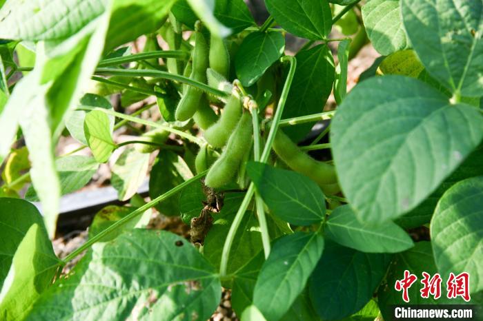 儋州种植基地_儋州主要种植农作物_儋州种植致富