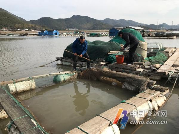 室内养殖石斑鱼设备_致富经石斑鱼养殖视频_致富经养石斑鱼视频