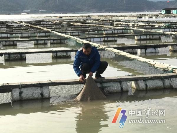 致富经石斑鱼养殖视频_室内养殖石斑鱼设备_致富经养石斑鱼视频