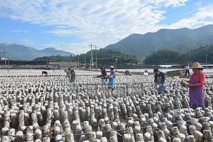 山东木耳种植技术咋样_山东木耳种植基地_木耳种植技术和成本