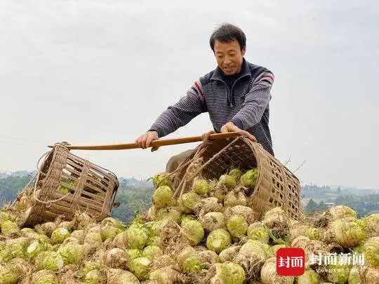 合作社致富带头人典型事迹材料_致富经张佳合作社_合作社致富带头人