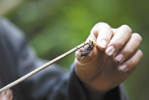 历经3年多的养殖试验终于成功他们在危险的昆虫身上找到了商机饲养凶暴虎头蜂