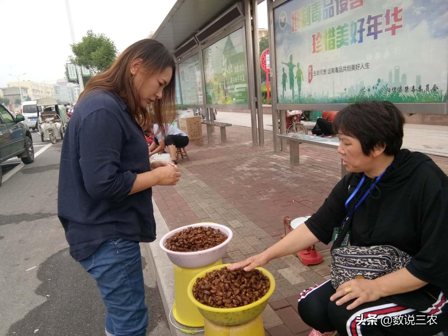 金蝉养殖宣传语_金蝉养殖致富故事_养殖金蝉赚钱吗