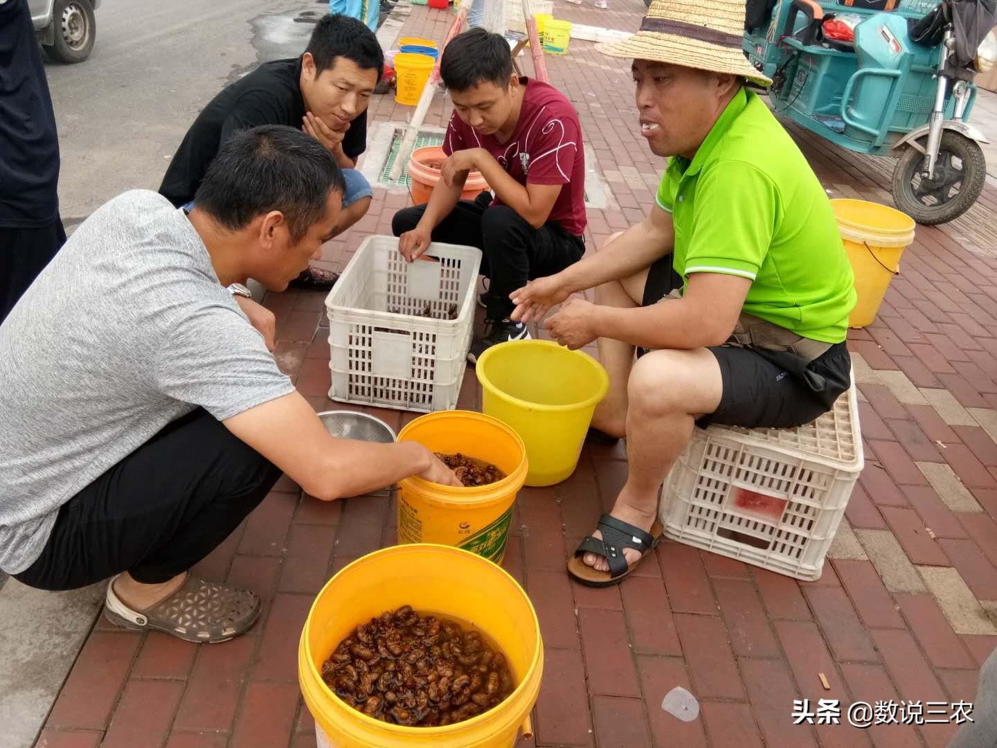 养殖金蝉赚钱吗_金蝉养殖宣传语_金蝉养殖致富故事