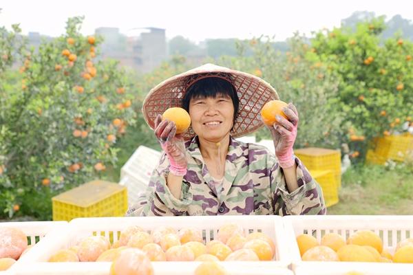 湛江哪里种植致富_湛江致富经_广东湛江种植什么赚钱