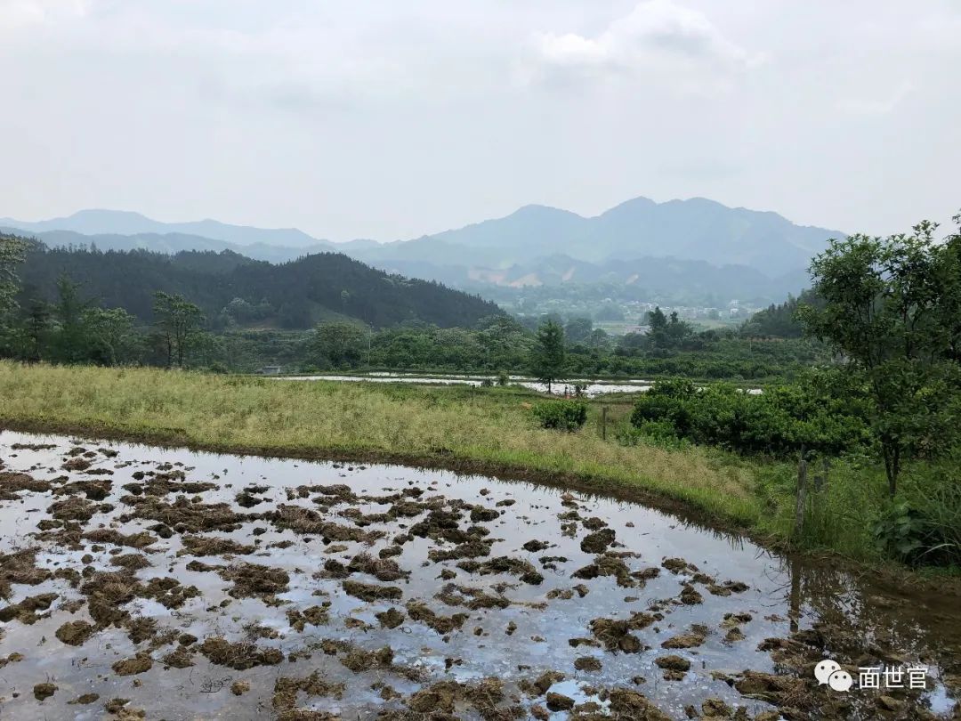 养殖广西水蛇技术规程_养殖广西水蛇技术要求_广西水蛇养殖技术