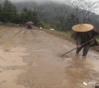 养殖广西水蛇技术要求_养殖广西水蛇技术规程_广西水蛇养殖技术