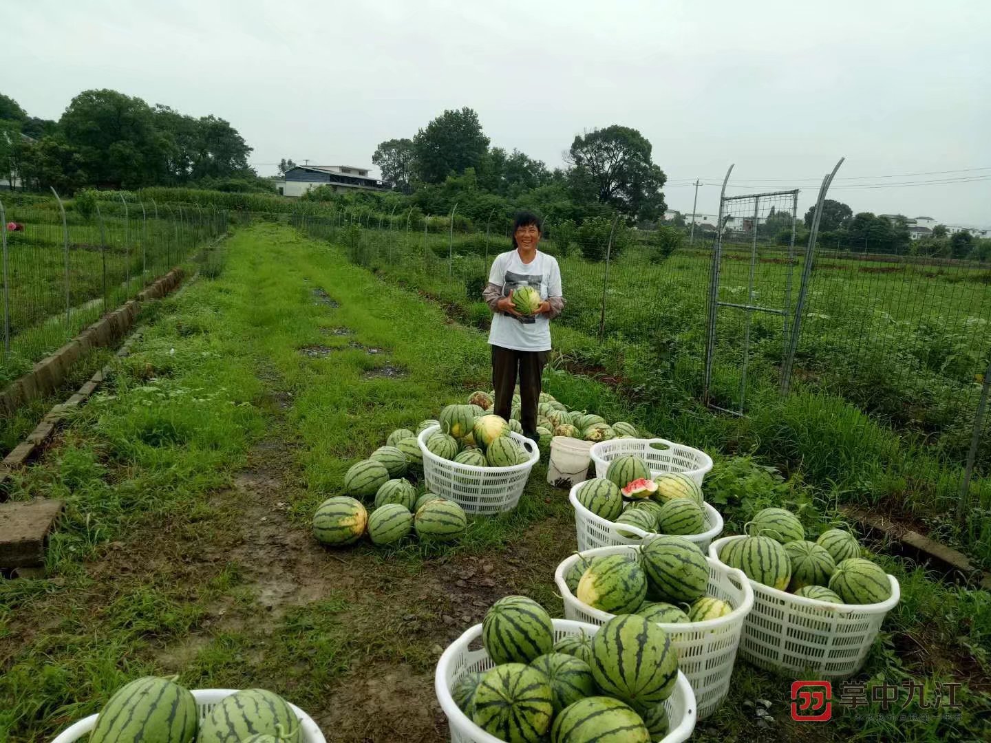 致富经无花果高产栽培技术_无花果的高产栽培技术_无花果高产丰产技术