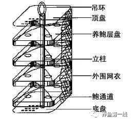 赤线虫的养殖技术_如何养殖赤虫_赤虫喂什么鱼