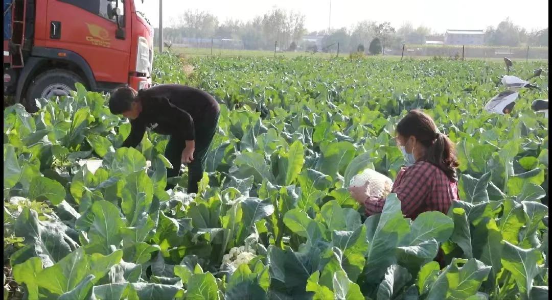 柘城县苗东霞：花菜种植巧致富