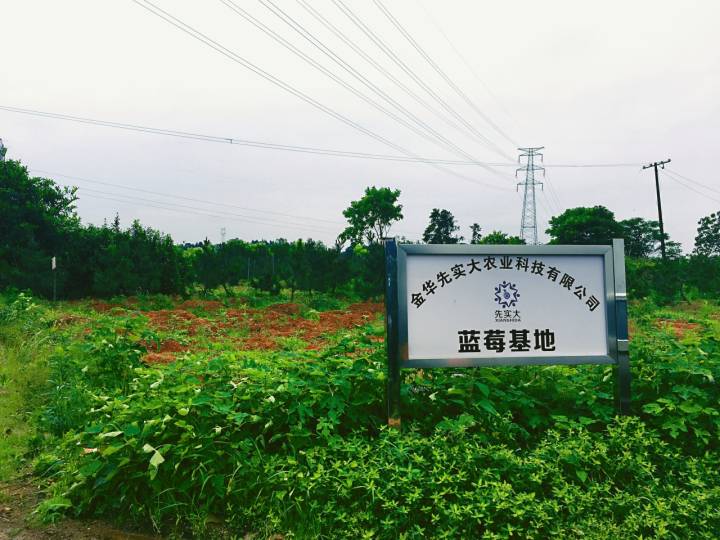 蓝梅种植技术指导_蓝梅的种植技术_蓝梅如何种植与养护