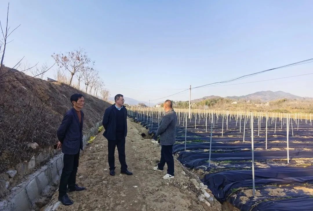 千金藤怎么种植_致富经千金藤种植_千金藤植物