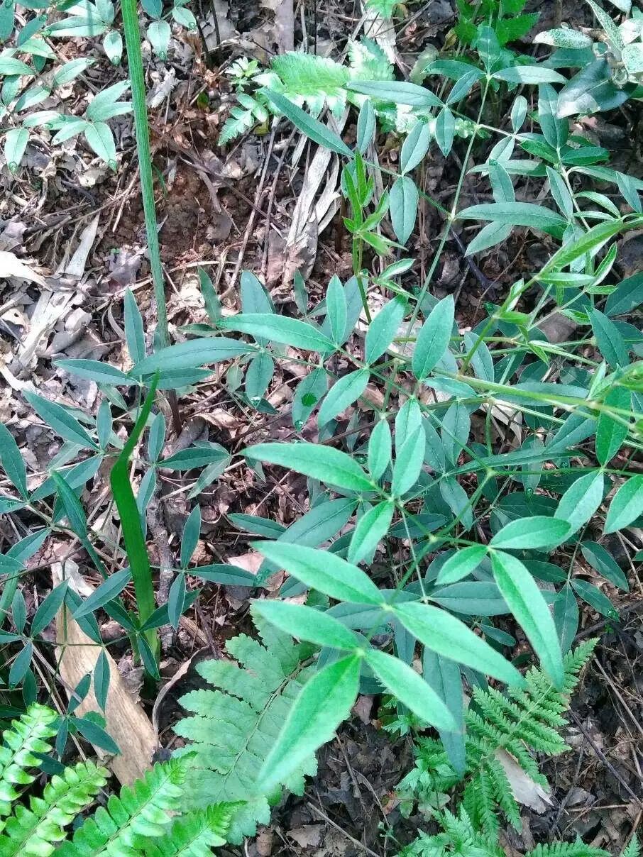 致富经千金藤种植_千金藤植物_千金藤盆栽