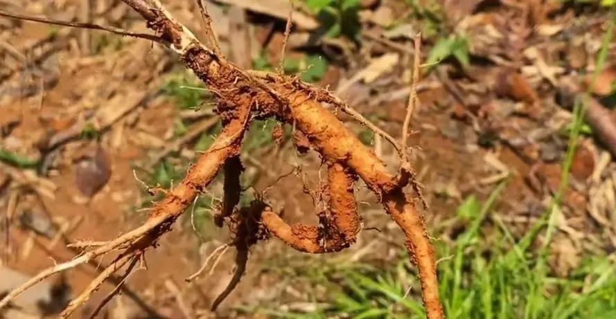 千金藤盆栽_致富经千金藤种植_千金藤植物