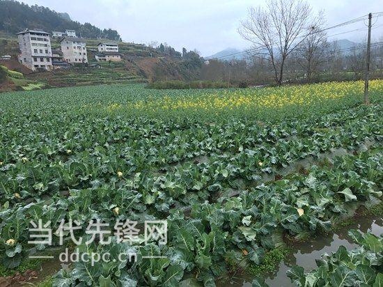 如何制作干花菜的做法_致富经花菜干_干花菜怎么做好吃法